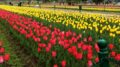 Tulip Garden