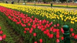 Tulip Garden