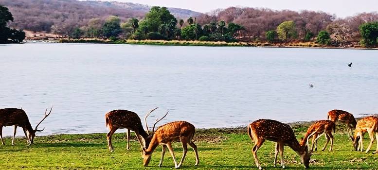 Aravalli