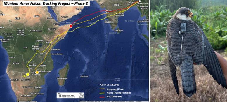 স্যাটেলাইট পিঠে নিয়ে Amur Falcon পাঁচ দিনে পাড়ি দিয়েছে পাঁচ হাজার কিলোমিটার