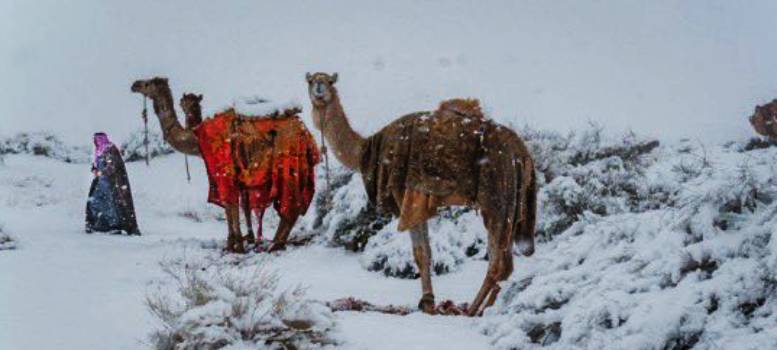 সাদা বরফে ঢেকেছে Saudi Arabia-র ধূসর মরুভূমি, কী বলছেন বিজ্ঞানীরা