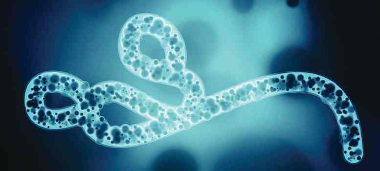 Ebola আতঙ্কে ভারতে নতুন ভ্রমণ নিয়ম, আক্রান্ত দেশে যেতে নিষেধাজ্ঞা