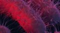 Shigella