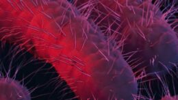 Shigella