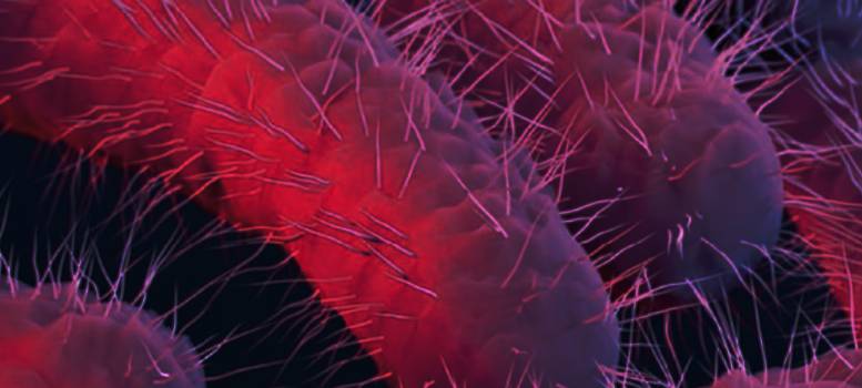 Shigella থেকে বাঁচতে কী কী সতর্কতা নিতে হবে, কীভাবে চিনবেন আক্রান্তকে