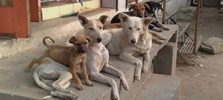 Rabies থেকে মুক্তি দেবে ভ্যাকসিন, যা দিতে হবে রাস্তার কুকুরদের